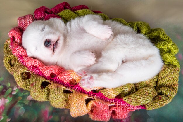 Cachorro Samoyed branco e fofo em um cachecol de malha