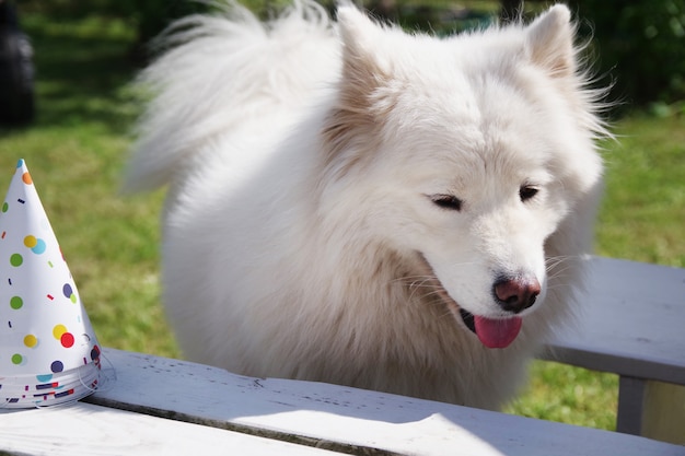 Cachorro Samoyed Branco no jardim