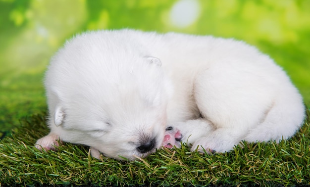 Cachorro Samoyed branco pequeno em fundo de grama verde