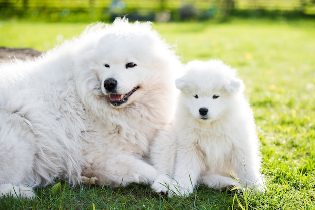 Cachorro Samoyed macho adulto com filhotes andando na grama