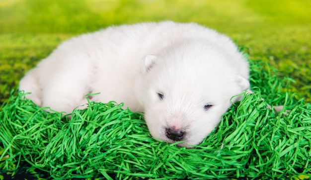 Cachorro Samoyed pequeno e fofo branco com duas semanas de idade na grama verde