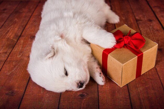 Cachorro Samoyed pequeno e fofo branco com um presente