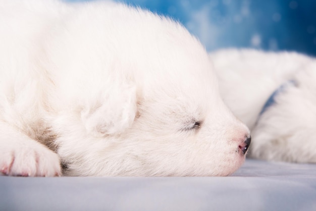 El cachorro de samoyed pequeño y esponjoso está durmiendo sobre un fondo azul