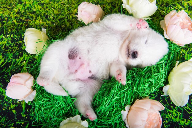 Cachorro Samoyed pequeno fofo branco engraçado com duas semanas de idade na grama verde com flores