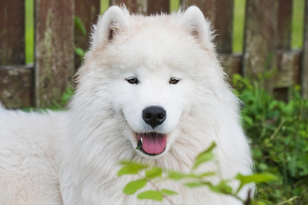 Cachorro Samoyedo blanco se sienta en la hierba verde Perro en la naturaleza un paseo por el parque