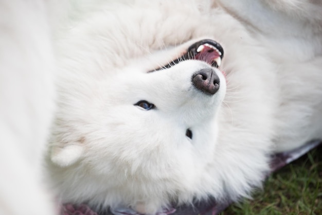 Cachorro Samoyedo blanco se sienta en la hierba verde Perro en la naturaleza un paseo por el parque