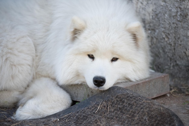 Cachorro samoyedo blanco se sienta en el patio Perro en la naturaleza un paseo