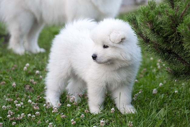 Cachorro samoyedo divertido sobre la hierba verde