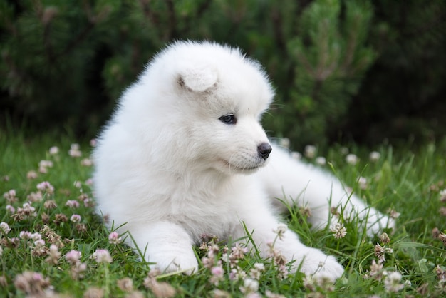 Cachorro samoyedo divertido sobre la hierba verde