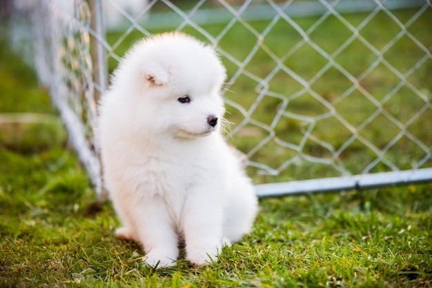 Cachorro samoyedo divertido sobre la hierba verde