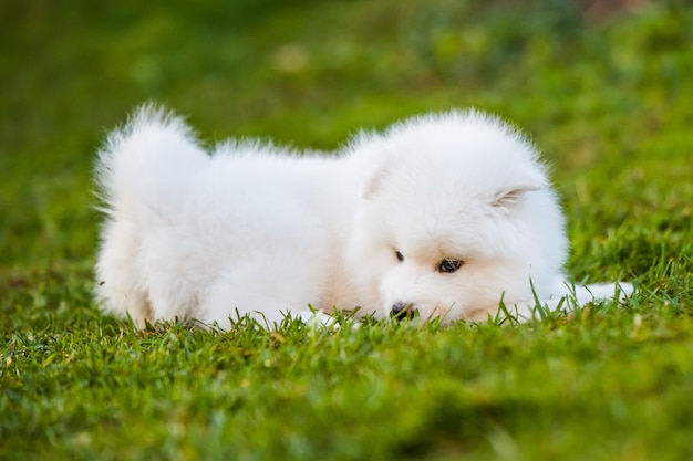 Cachorro samoyedo divertido sobre la hierba verde