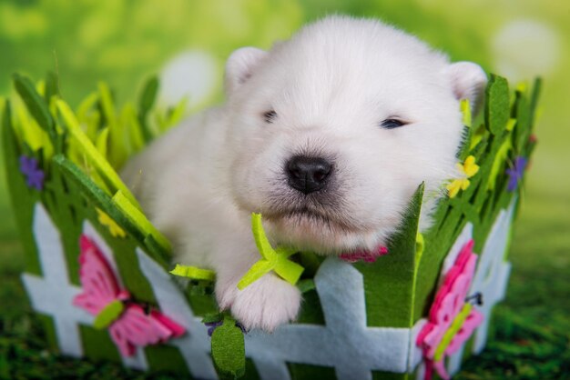 Cachorro samoyedo de dos semanas de edad en cesta de Pascua