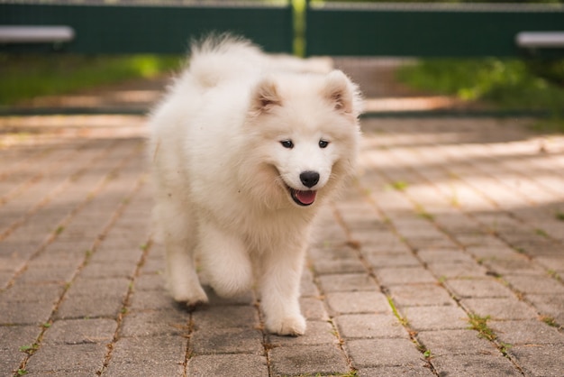 Cachorro Samoyedo está caminando en el patio