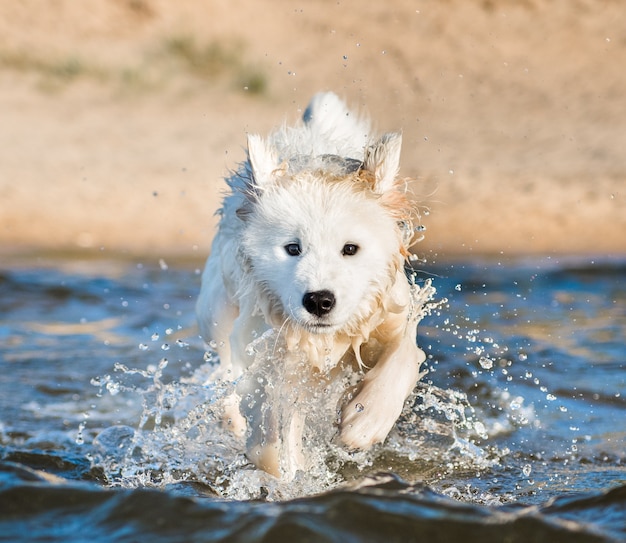 Cachorro samoyedo nadando