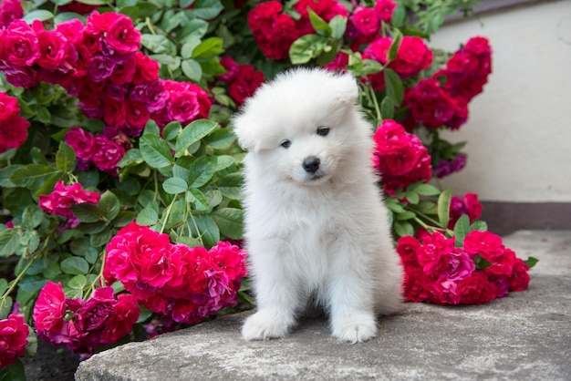 Cachorro samoyedo peludo blanco sentado con rosas rojas