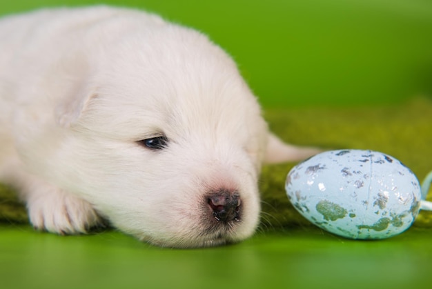 Cachorro samoyedo pequeño blanco con huevos en Pascua