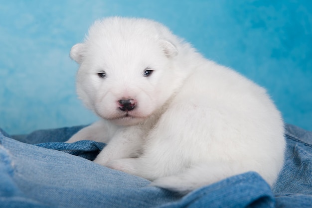 Cachorro samoyedo pequeño y esponjoso blanco sobre fondo de jeans azules