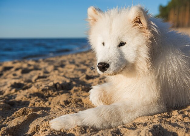 Cachorro samoyedo sentado en la orilla del mar