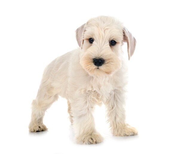 Cachorro Schnauzer miniatura delante de un fondo blanco