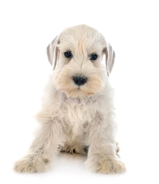 Cachorro Schnauzer miniatura delante de un fondo blanco