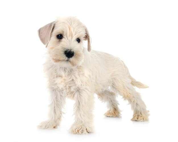 Cachorro Schnauzer miniatura delante de un fondo blanco