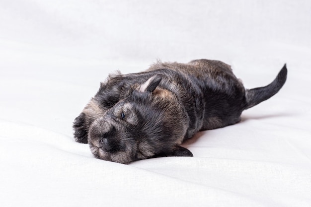 Cachorro de schnauzer miniatura recién nacido dormido sobre un fondo blanco primer plano Cachorro dormido ciego Cuidando mascotas