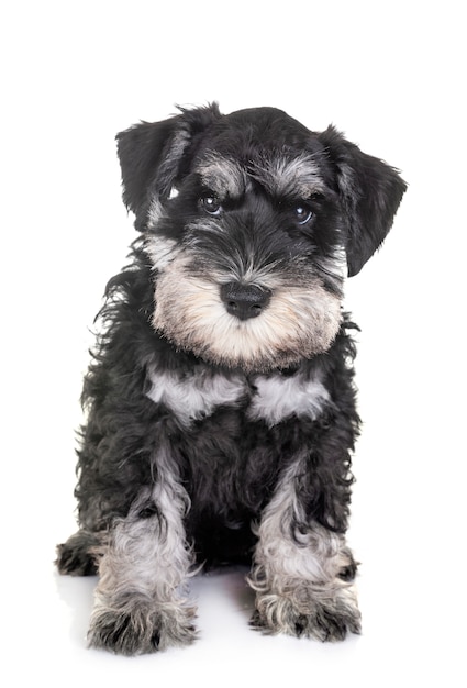 cachorro schnauzer miniatura