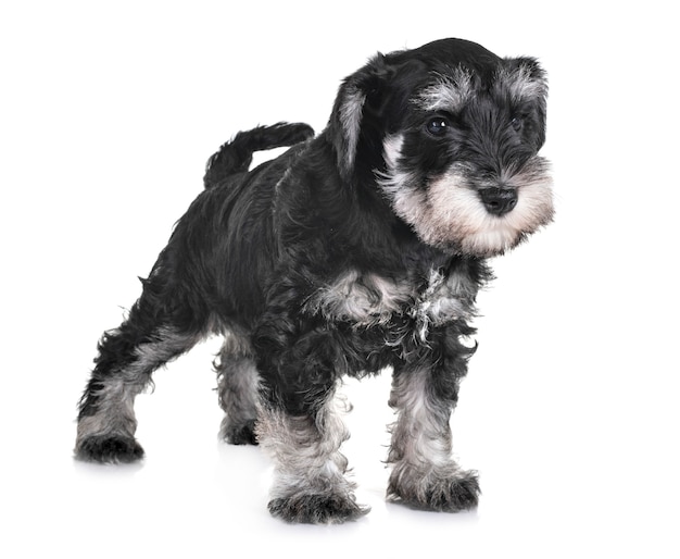 cachorro schnauzer miniatura