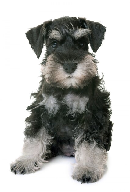 cachorro schnauzer miniatura