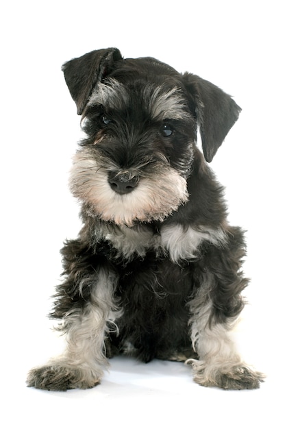 cachorro schnauzer miniatura