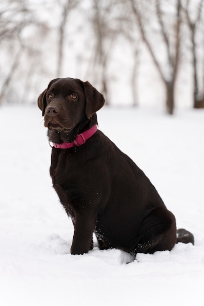 Foto cachorro se divertindo na neve com a família