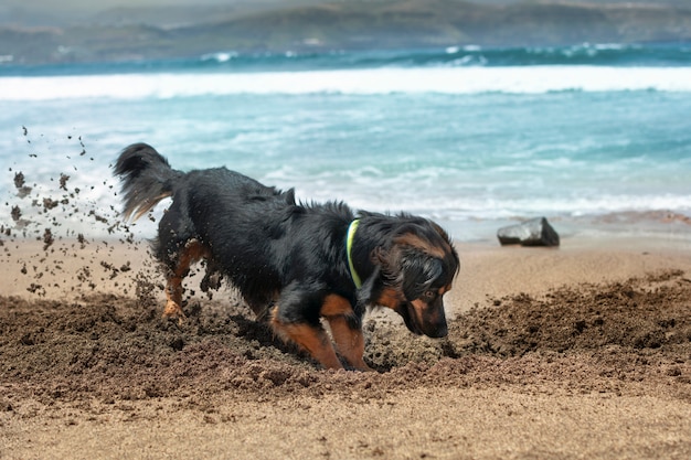 Cachorro se divertindo no verão, cavando na areia na margem da praia.