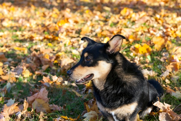 Cachorro sem dono é sujo e sem teto