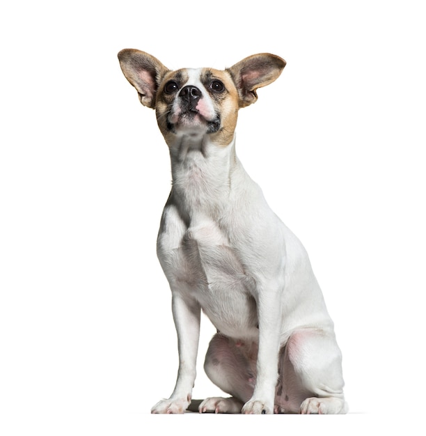 Foto cachorro sem raça definida, 1 ano de idade, sentado em frente a um fundo branco