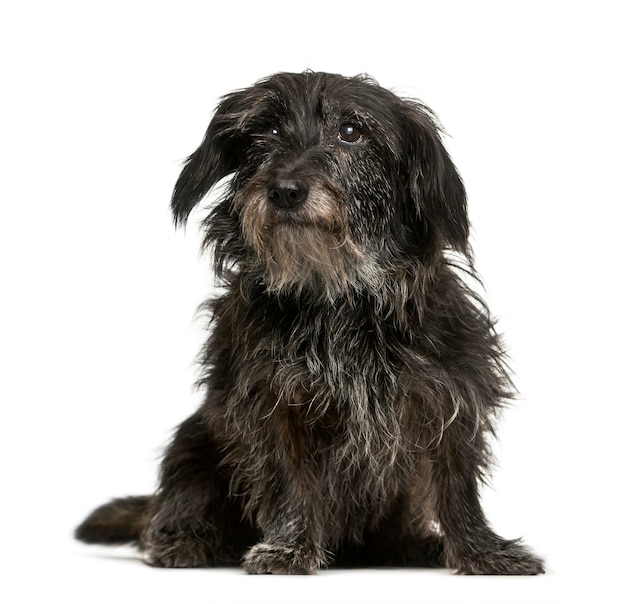 Cachorro sem raça definida, 13 anos, sentado em frente a um fundo branco