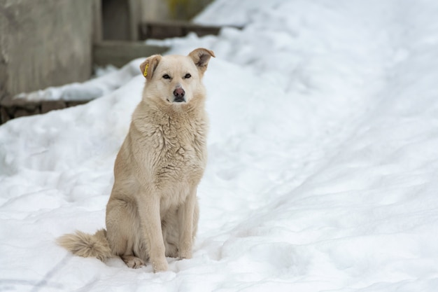 Cachorro sem teto com chip no ouvido na estrada do inverno