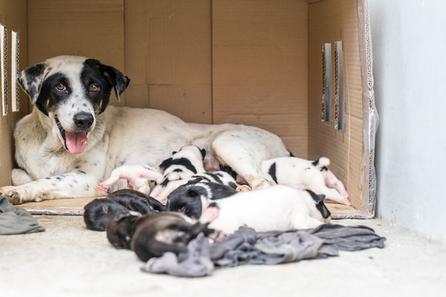 Cachorro sem teto e seus filhotes e cachorros dormem perto da mãe