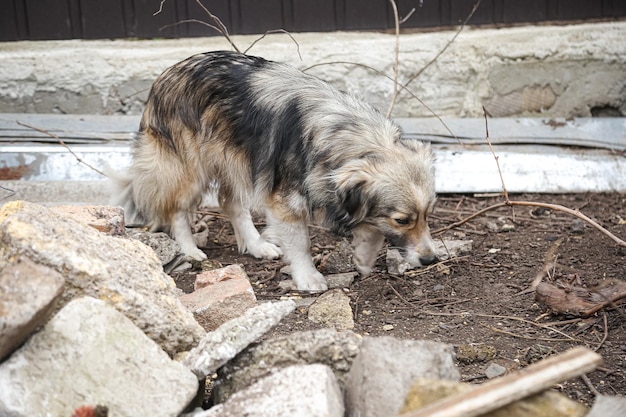 Cachorro sem-teto em uma área abandonada atrás de uma rede com foto social de olhos tristes sobre bem-estar animal