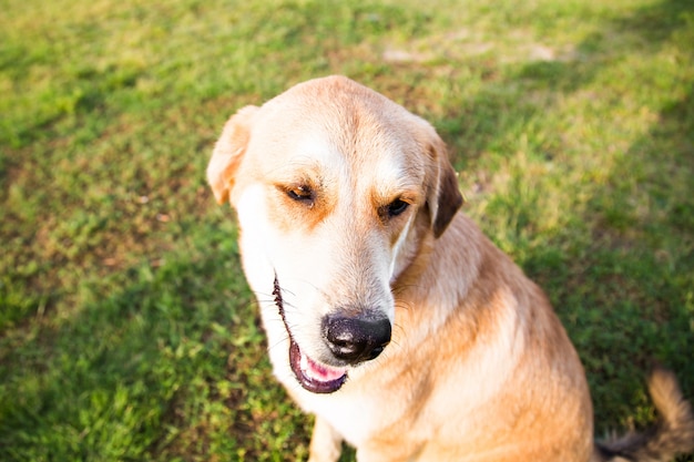 Cachorro sem teto na rua