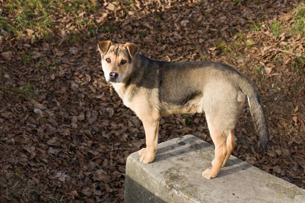 Cachorro sem teto no frio