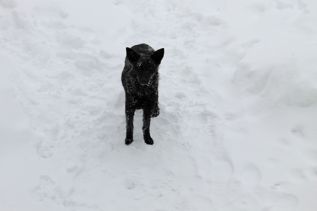 Cachorro sem-teto preto em uma neve branca