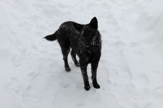 Cachorro sem-teto preto em uma neve branca