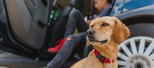 Cachorro sentado ao lado do carro