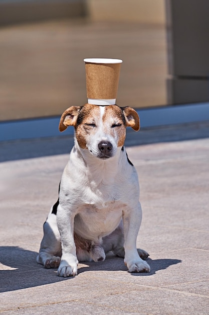 Cachorro sentado com copo na cabeça olhos fechados