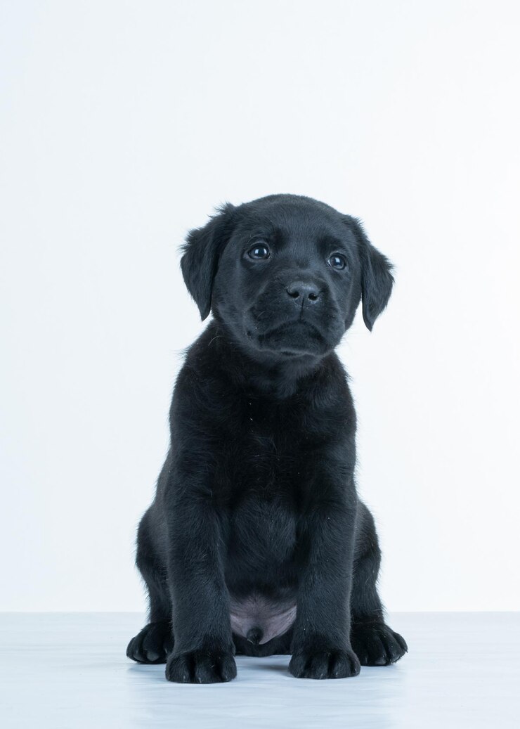 Foto cachorro sentado contra um fundo branco