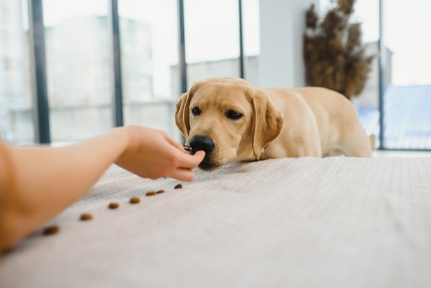 Cachorro sentado em casa