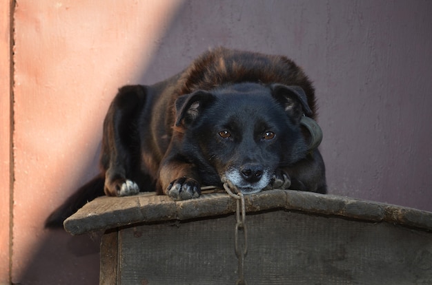 Cachorro sentado em uma barraca na rua