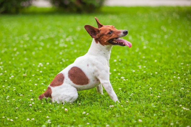 Cachorro sentado na grama, Jack Russell Terrier