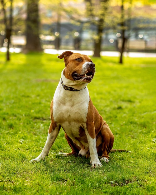 cachorro sentado na grama