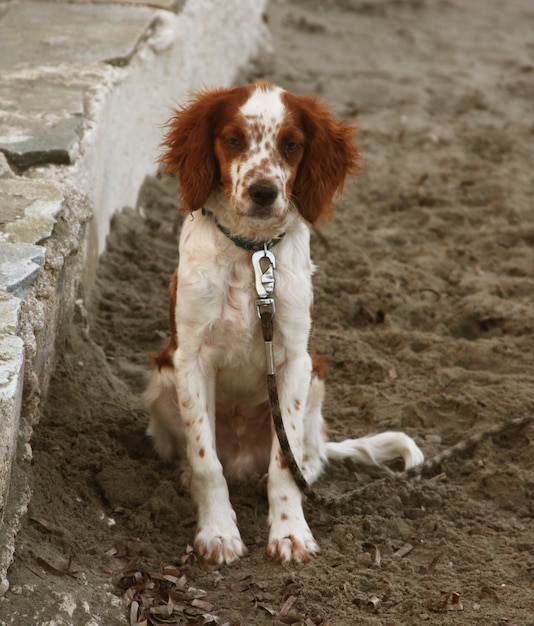 Cachorro sentado na praia esperando alguma coisa